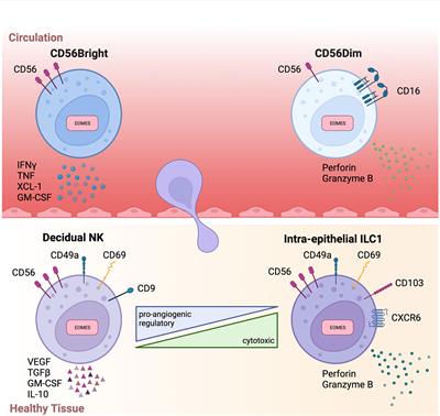 Plasticity of NK cells in Cancer